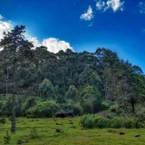 Pampadum Shola National Park Idukki 